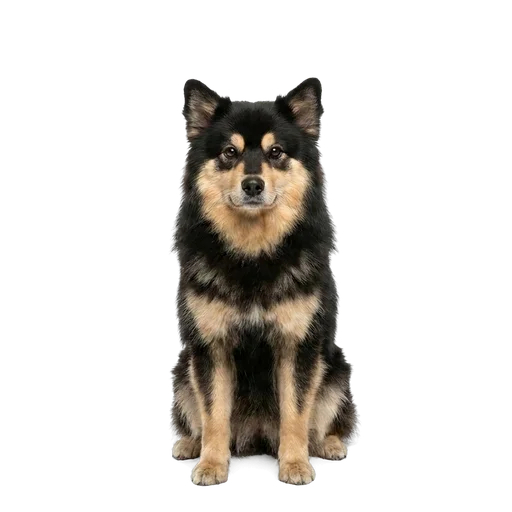 Finnish Lapphund dog