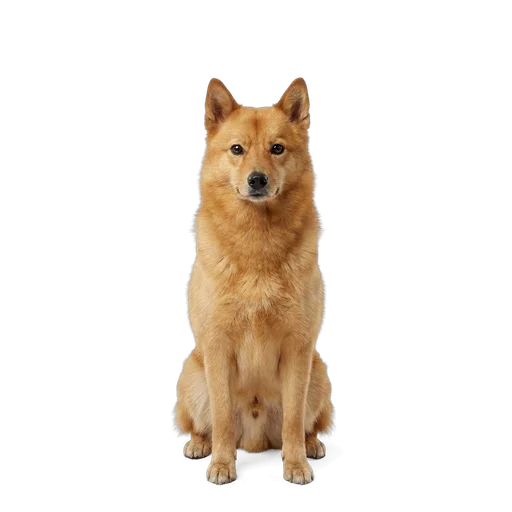 Finnish Spitz dog
