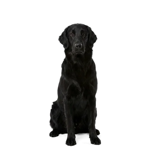 Flat-Coated Retriever dog