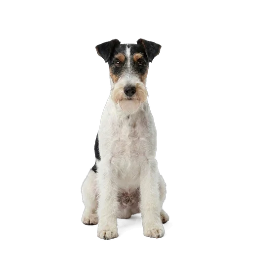 Fox Terrier dog
