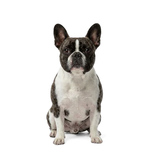 French Bulldog dog