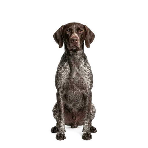 German Shorthaired Pointer dog