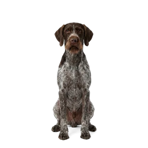 German Wirehaired Pointer dog
