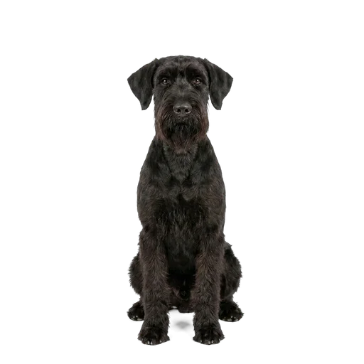 Giant Schnauzer dog