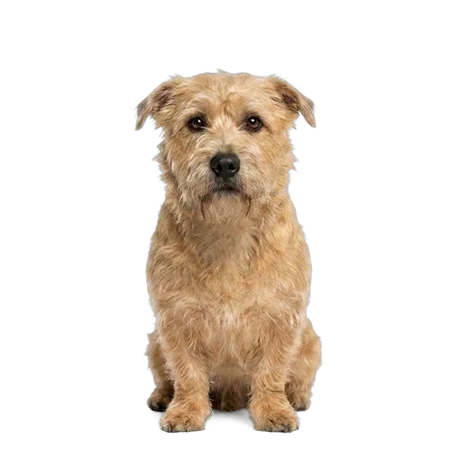 Glen of Imaal Terrier dog