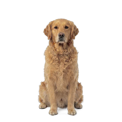 Golden Retriever dog