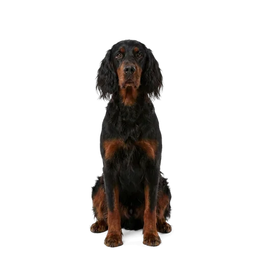 Gordon Setter dog