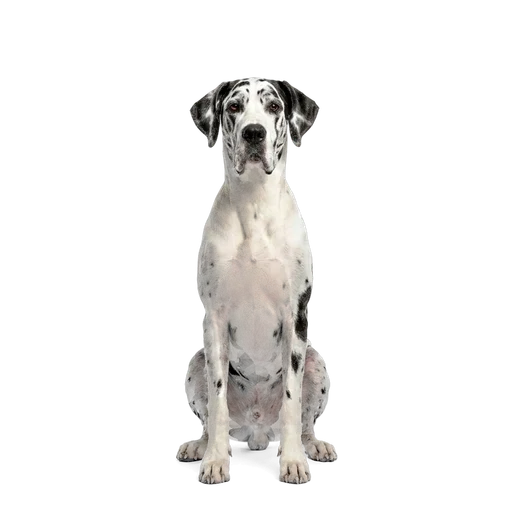 Great Dane dog