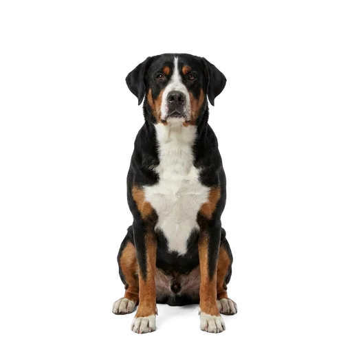 Greater Swiss Mountain Dog dog