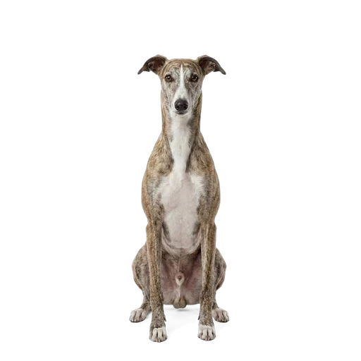 Greyhound dog