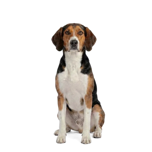 Harrier dog