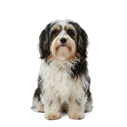 Havanese dog