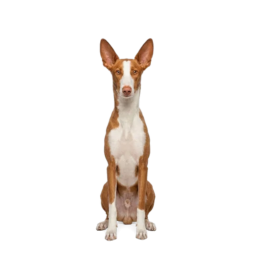 Ibizan Hound dog