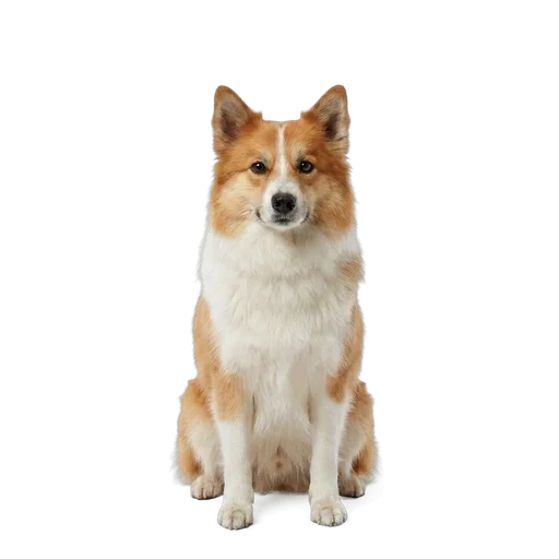 Icelandic Sheepdog dog