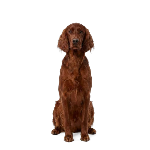 Irish Setter dog
