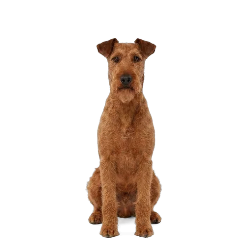 Irish Terrier dog