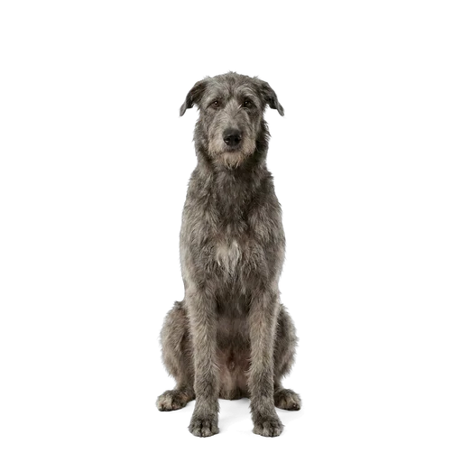 Irish Wolfhound dog