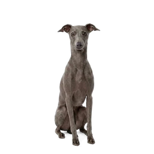 Italian Greyhound dog