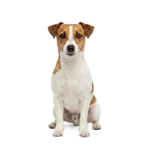 Jack Russell Terrier dog