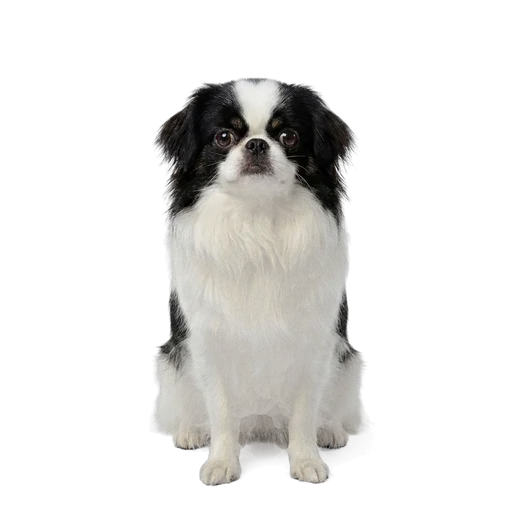 Japanese Chin dog