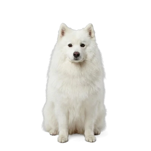 Japanese Spitz dog