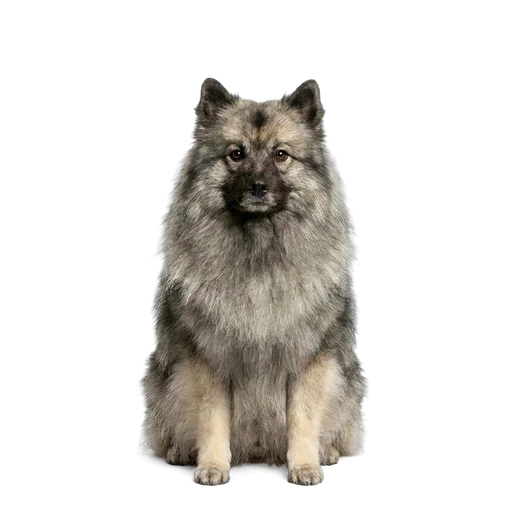 Keeshond dog