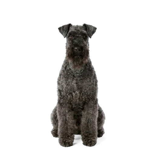 Kerry Blue Terrier dog