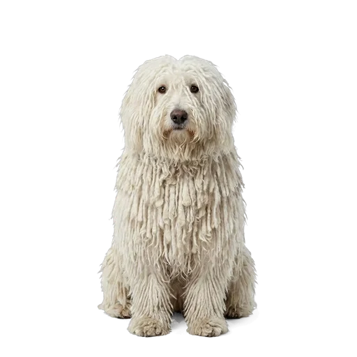 Komondor dog