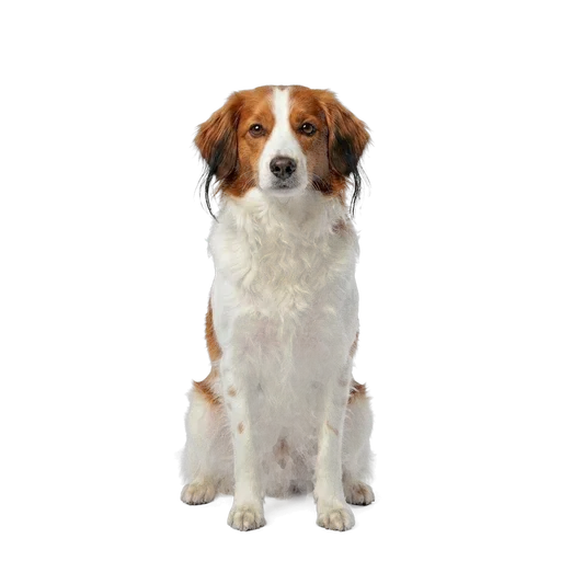 Nederlandse Kooikerhondje dog