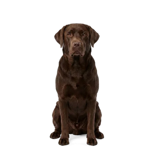 Labrador Retriever dog