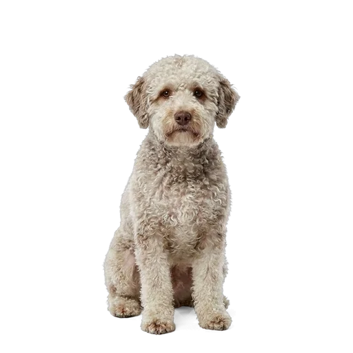 Lagotto Romagnolo dog