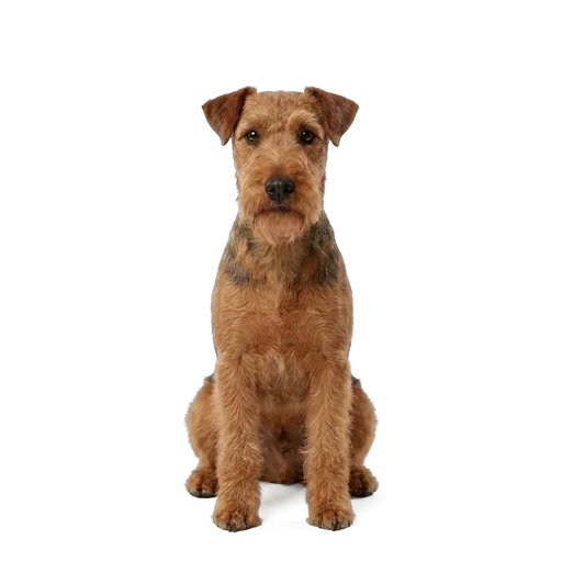 Lakeland Terrier dog
