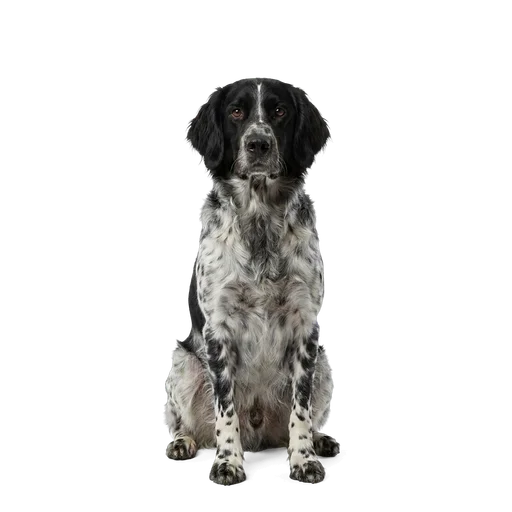 Large Munsterlander dog