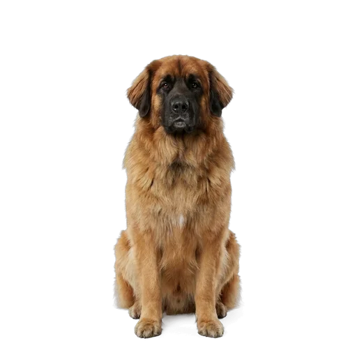 Leonberger dog