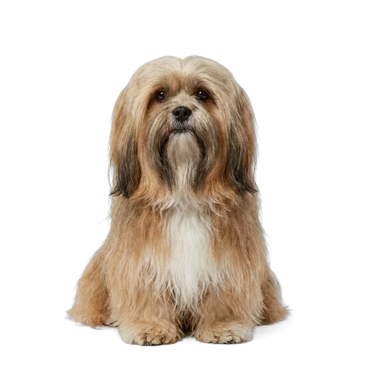 Lhasa Apso dog