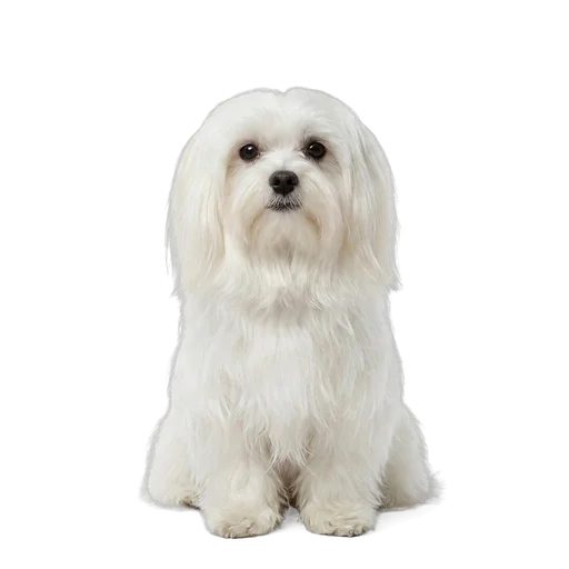 Maltese dog