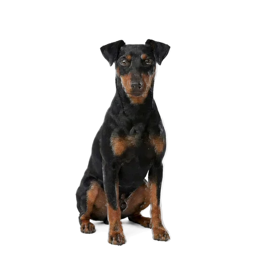 Manchester Terrier dog