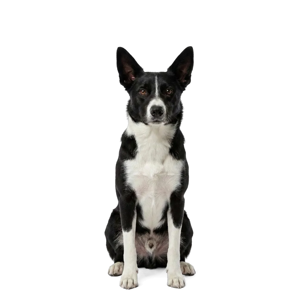 McNab dog