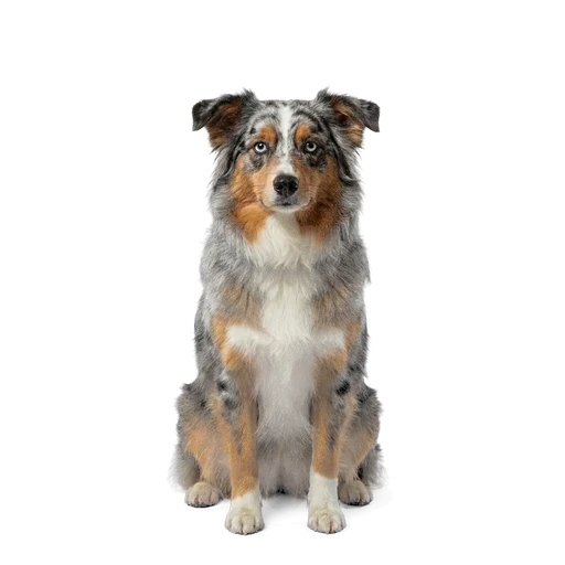 Miniature American Shepherd dog