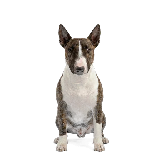 Miniature Bull Terrier dog