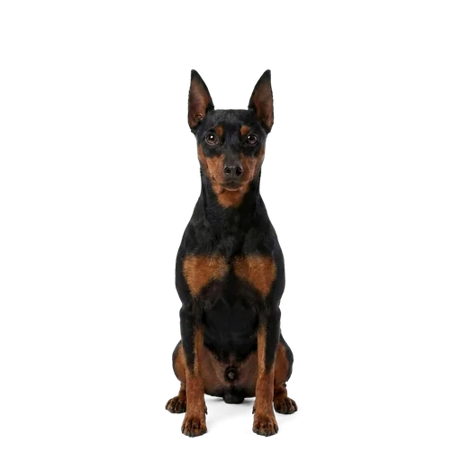 Miniature Pinscher dog