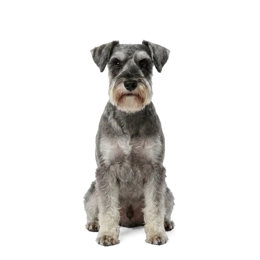 Miniature Schnauzer dog