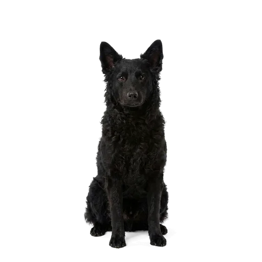Mudi dog