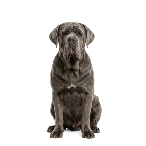 Neapolitan Mastiff dog
