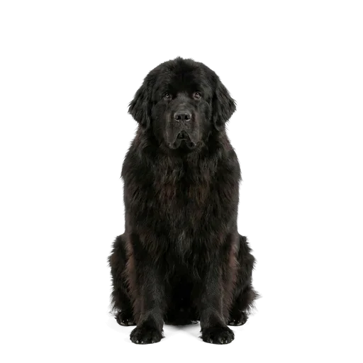 Newfoundland dog
