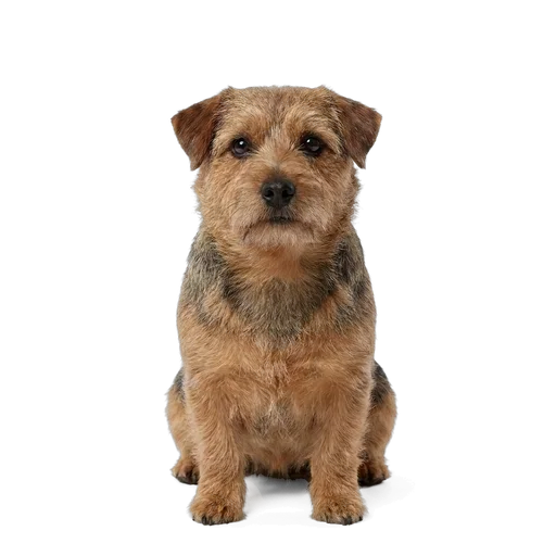 Norfolk Terrier dog