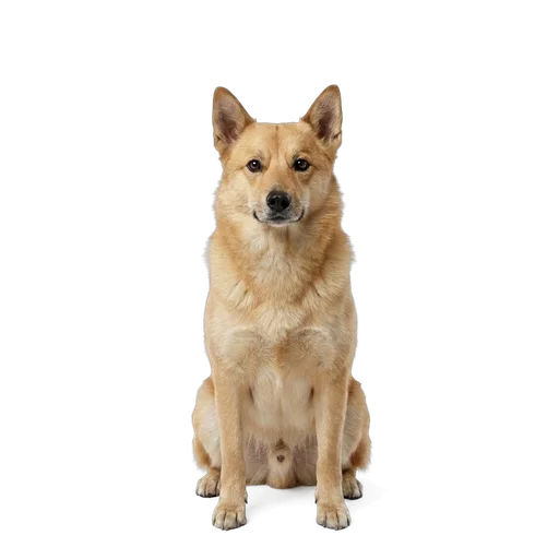 Norwegian Buhund dog