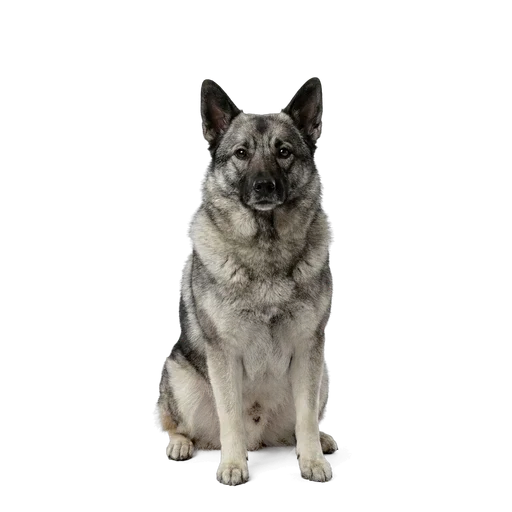 Norwegian Elkhound dog