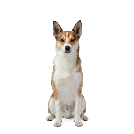 Norwegian Lundehund dog