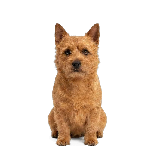 Norwich Terrier dog